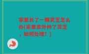 家里长了一颗灵芝怎么办(家里意外种了灵芝，如何处理？)