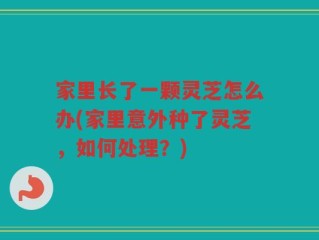 家里长了一颗灵芝怎么办(家里意外种了灵芝，如何处理？)