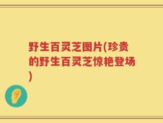 野生百灵芝图片(珍贵的野生百灵芝惊艳登场)