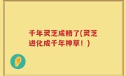 千年灵芝成精了(灵芝进化成千年神草！)