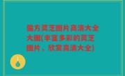 偏方灵芝图片高清大全大图(丰富多彩的灵芝图片，欣赏高清大全)
