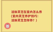 活体灵芝在室内怎么养(室内灵芝养护技巧：活体灵芝怎样养？)