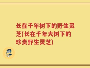 长在千年树下的野生灵芝(长在千年大树下的珍贵野生灵芝)