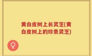 黄白皮树上长灵芝(黄白皮树上的珍贵灵芝)