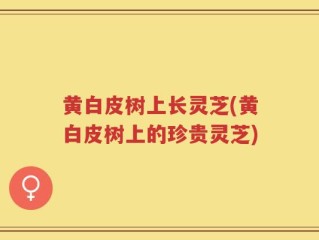 黄白皮树上长灵芝(黄白皮树上的珍贵灵芝)