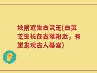 坟附近生白灵芝(白灵芝生长在古墓附近，有望发现古人墓室)