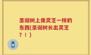 圣诞树上像灵芝一样的东西(圣诞树长出灵芝？！)