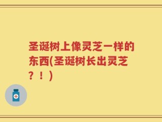 圣诞树上像灵芝一样的东西(圣诞树长出灵芝？！)