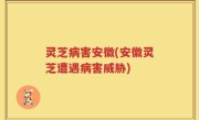 灵芝病害安徽(安徽灵芝遭遇病害威胁)