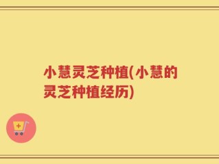 小慧灵芝种植(小慧的灵芝种植经历)