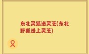 东北灵狐送灵芝(东北野狐送上灵芝)