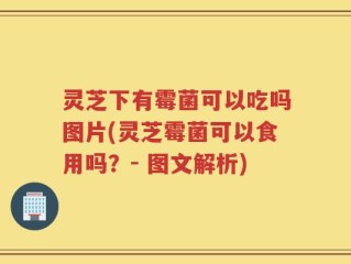 灵芝下有霉菌可以吃吗图片(灵芝霉菌可以食用吗？- 图文解析)