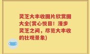 灵芝大丰收图片欣赏图大全(赏心悦目！漫步灵芝之间，尽览大丰收的壮观景象)