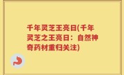 千年灵芝王亮日(千年灵芝之王亮日：自然神奇药材重归关注)