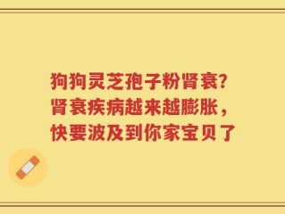 狗狗灵芝孢子粉肾衰？肾衰疾病越来越膨胀，快要波及到你家宝贝了
