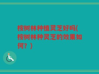 桉树林种植灵芝好吗(桉树林种灵芝的效果如何？)