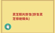 灵芝照片野生(野生灵芝惊艳镜头)