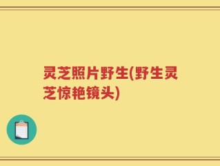 灵芝照片野生(野生灵芝惊艳镜头)