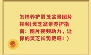 怎样养护灵芝盆景图片视频(灵芝盆景养护指南：图片视频助力，让你的灵芝长势更旺！)