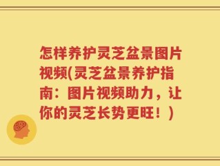 怎样养护灵芝盆景图片视频(灵芝盆景养护指南：图片视频助力，让你的灵芝长势更旺！)