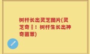 树杆长出灵芝图片(灵芝奇蹟！树杆生长出神奇菌蕈)