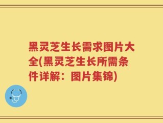 黑灵芝生长需求图片大全(黑灵芝生长所需条件详解：图片集锦)