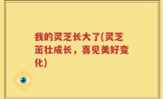 我的灵芝长大了(灵芝茁壮成长，喜见美好变化)
