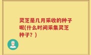 灵芝是几月采收的种子呢(什么时间采集灵芝种子？)