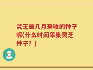 灵芝是几月采收的种子呢(什么时间采集灵芝种子？)