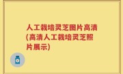 人工栽培灵芝图片高清(高清人工栽培灵芝照片展示)