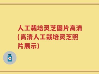 人工栽培灵芝图片高清(高清人工栽培灵芝照片展示)