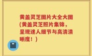 黄盖灵芝图片大全大图(黄盖灵芝照片集锦，呈现迷人细节与高清清晰度！)