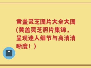 黄盖灵芝图片大全大图(黄盖灵芝照片集锦，呈现迷人细节与高清清晰度！)