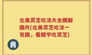 北美灵芝吃法大全图解图片(北美灵芝吃法一览图，看图学吃灵芝)