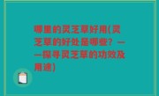 哪里的灵芝草好用(灵芝草的好处是哪些？——探寻灵芝草的功效及用途)