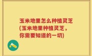 玉米地里怎么种植灵芝(玉米地里种植灵芝，你需要知道的一切)