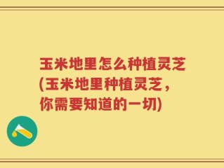 玉米地里怎么种植灵芝(玉米地里种植灵芝，你需要知道的一切)