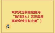 观赏灵芝的底座图片(“独特迷人！灵芝底座展现奇妙生长之美”)