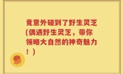 竟意外碰到了野生灵芝(偶遇野生灵芝，带你领略大自然的神奇魅力！)
