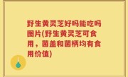 野生黄灵芝好吗能吃吗图片(野生黄灵芝可食用，菌盖和菌柄均有食用价值)
