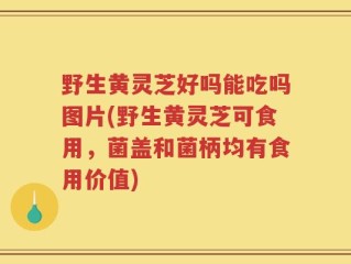 野生黄灵芝好吗能吃吗图片(野生黄灵芝可食用，菌盖和菌柄均有食用价值)
