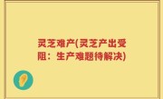 灵芝难产(灵芝产出受阻：生产难题待解决)