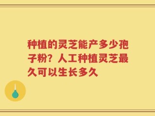种植的灵芝能产多少孢子粉？人工种植灵芝最久可以生长多久