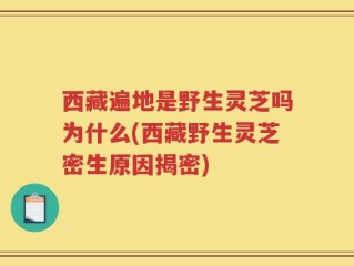 西藏遍地是野生灵芝吗为什么(西藏野生灵芝密生原因揭密)