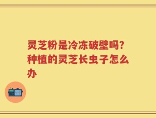灵芝粉是冷冻破壁吗？种植的灵芝长虫子怎么办