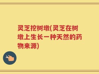 灵芝挖树墩(灵芝在树墩上生长一种天然的药物来源)