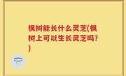 枫树能长什么灵芝(枫树上可以生长灵芝吗？)