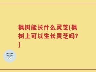 枫树能长什么灵芝(枫树上可以生长灵芝吗？)