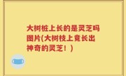 大树桩上长的是灵芝吗图片(大树枝上竟长出神奇的灵芝！)
