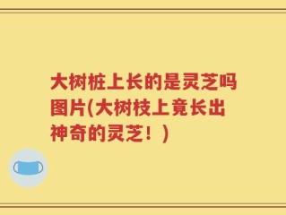 大树桩上长的是灵芝吗图片(大树枝上竟长出神奇的灵芝！)